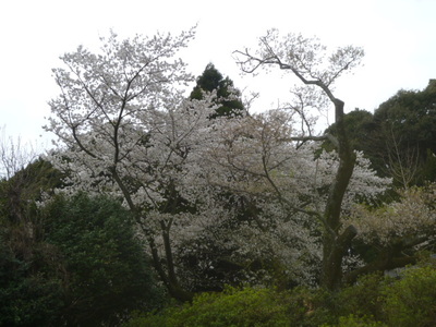 桜だより～明星桜と夜桜～