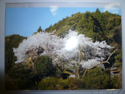 桜だより～明星桜と夜桜～