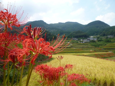 二里町の秋～すみやま棚田の彼岸花～