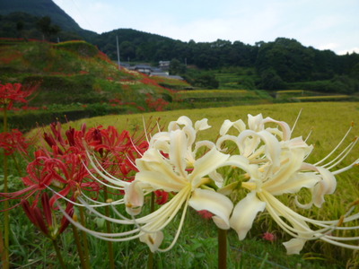 二里町の秋～すみやま棚田の彼岸花～