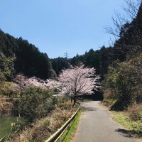 伊万里 都川内ダムの桜
