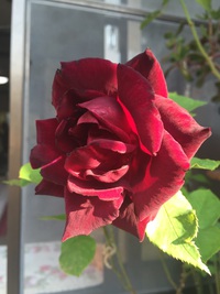 伊万里バラ愛好会
