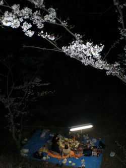 夜桜でお花見♪