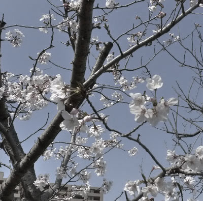 花見を