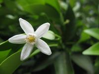 不老長寿の花が…
