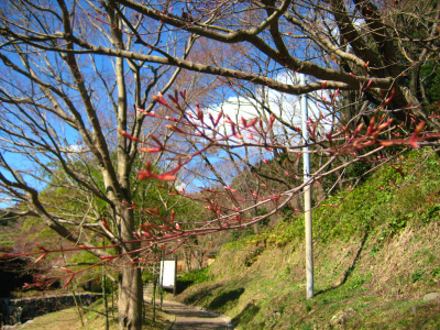 大川内山の春