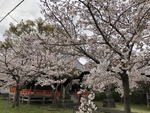見えないほどの桜。
