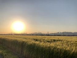 まっ金金。