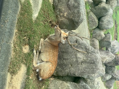 鐘江の夏休みin湯布院