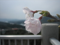 波多津　高尾山の桜　2011