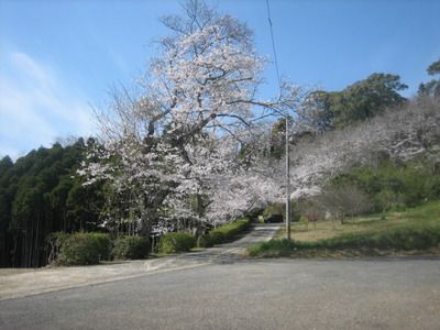 波多津　高尾山の桜　2011