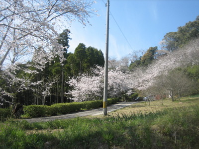 波多津　高尾山の桜　2011