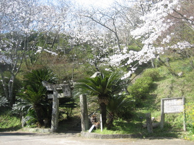 波多津　高尾山の桜　2011