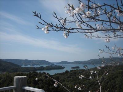 波多津　高尾山の桜　2011
