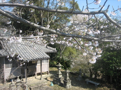 波多津　高尾山の桜　2011