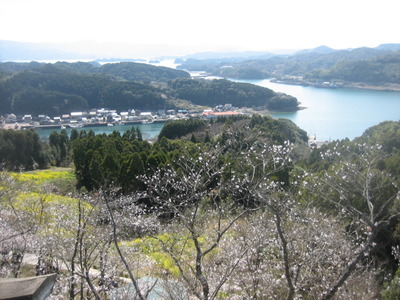 波多津　高尾山の桜　2011
