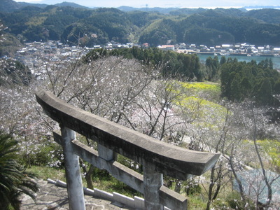 波多津　高尾山の桜　2011