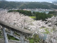 高尾山の桜