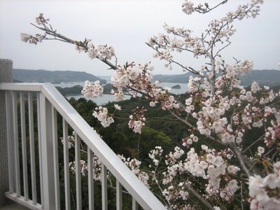 高尾山の桜