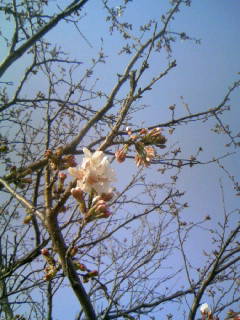 ☆新田川河畔公園の桜　２☆