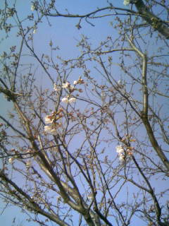 ☆新田川河畔公園の桜　２☆