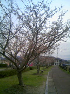 ☆新田川河畔公園の桜　３☆
