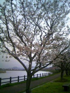 ☆新田川河畔公園の桜　４☆
