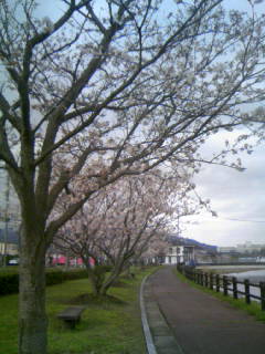 ☆新田川河畔公園の桜　４☆