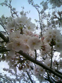 ☆新田川河畔公園の桜　４☆