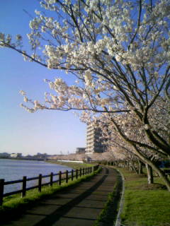☆新田川河畔公園の桜　５☆
