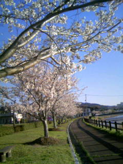 ☆新田川河畔公園の桜　５☆
