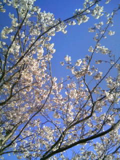 ☆新田川河畔公園の桜　５☆