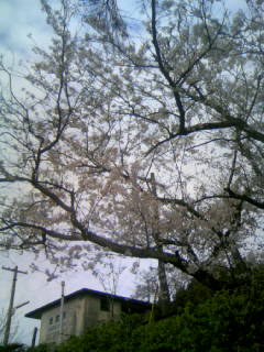 ☆金武駅の桜☆