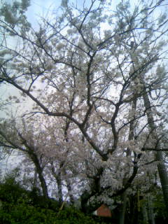 ☆金武駅の桜☆