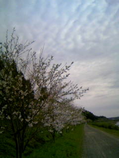 ☆金武駅の桜☆