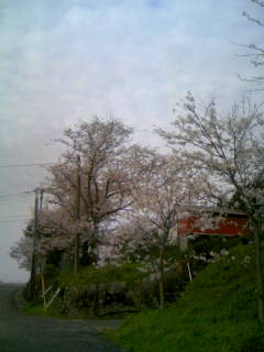 ☆金武駅の桜☆