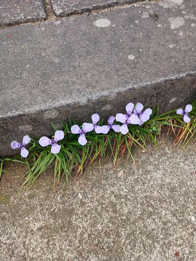 ツツジが咲き始めた(*▽)