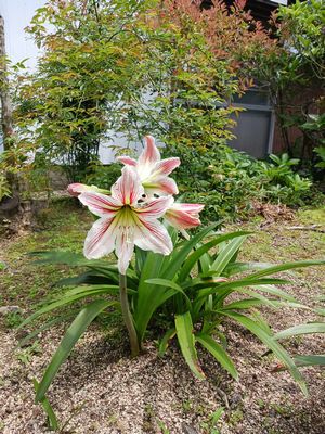 今日は夏日です
