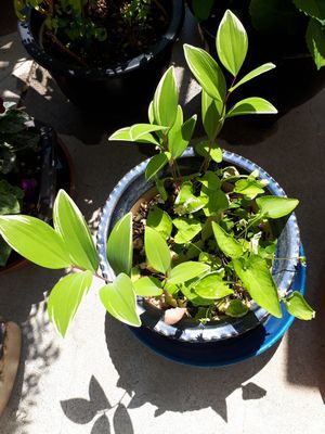 今日は暑いです！！