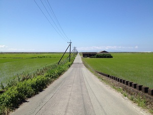 ５月の麦秋と一本道。