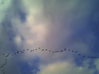 冬空：渡り鳥が渡れない