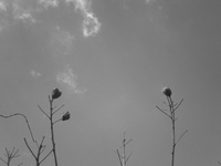 Cloudy