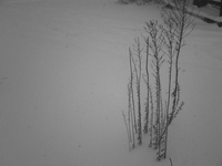 私の上に降る雪は・・・