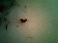雪の翼