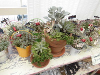多肉植物販売します！！