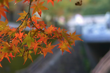 大川内山の紅葉