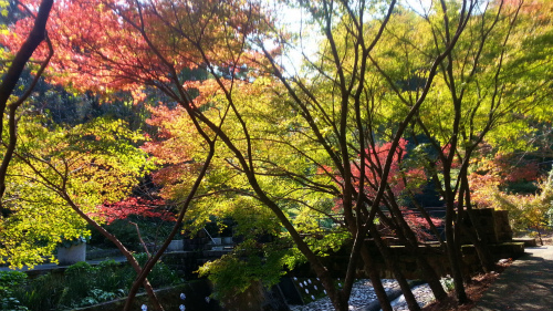 大川内山の紅葉。