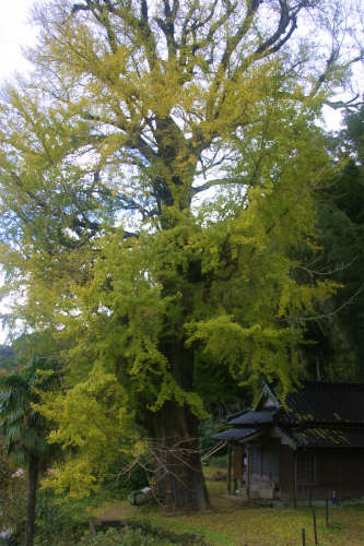 大川内山の大銀杏。