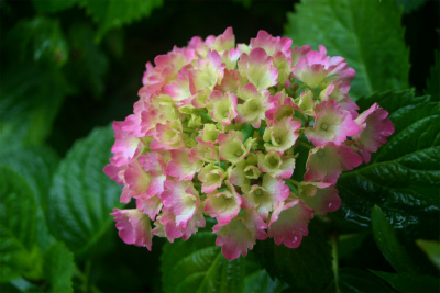 ～紫陽花～