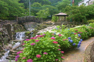 大川内山の紫陽花が見頃。